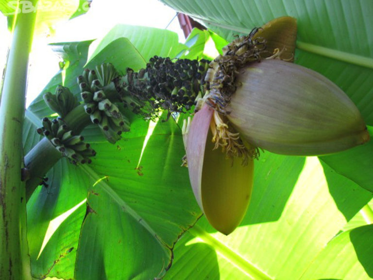 Banánovník basjooJe vhodný pro pěstování v zahradách, neboť je mrazuvzdorný.