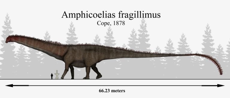 Dinosaurus dosahoval až 60metrové délky.