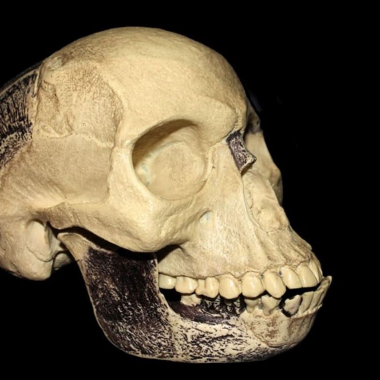 Lebka byla složená z několika částí.