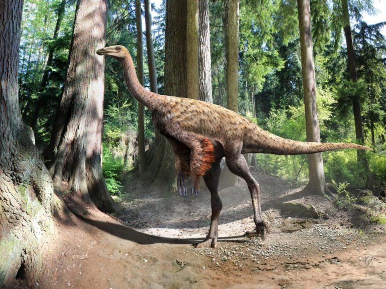 Dříve se odborníci domnívali, že tito pštrosovití dinosauři nosili přední končetiny skrčené s dlaněmi obrácenými dozadu, dnes si myslí, že to bylo naopak.