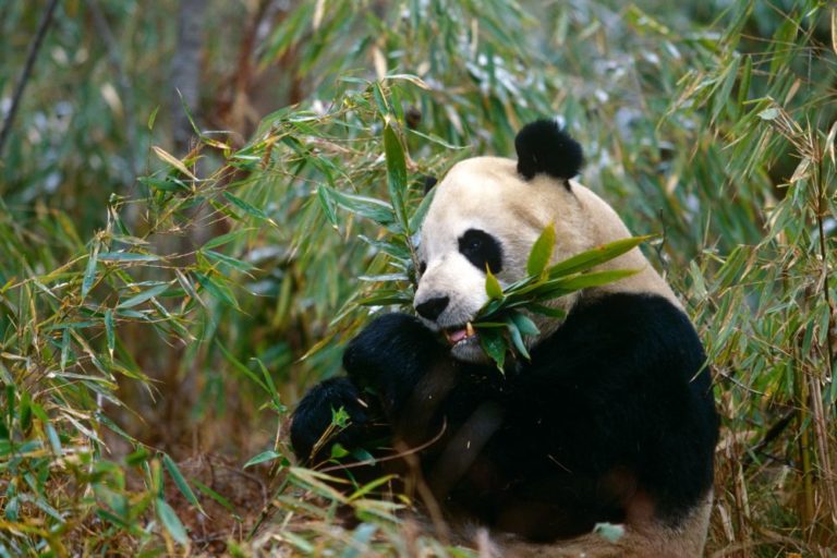 Od druhé poloviny 20. století se panda stala národním symbolem Číny a je zobrazována na čínských zlatých mincích.