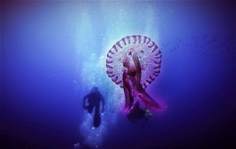Tato medúza je hojná i v Jaderském moři, takže se s ní mohou setkat i turisté cestující do Chorvatska.