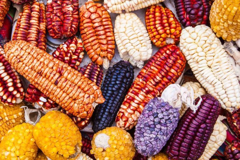 Našla se kukuřičná zrna stará 3000 až 6700 let.