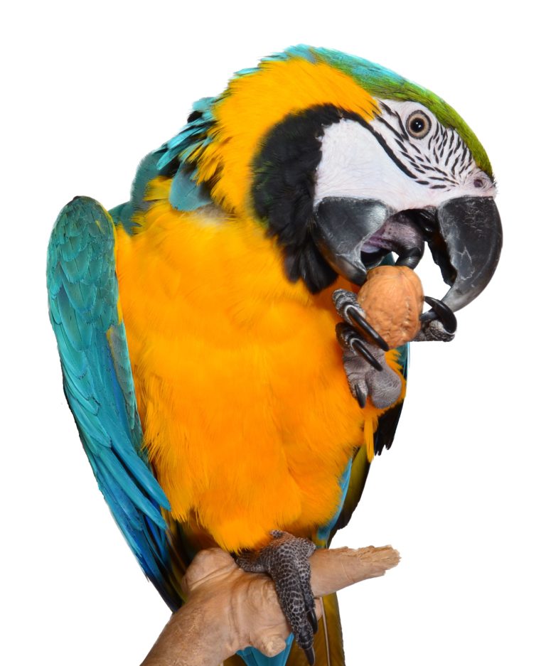 Mnoho papoušků prý má raději levý pařátek.