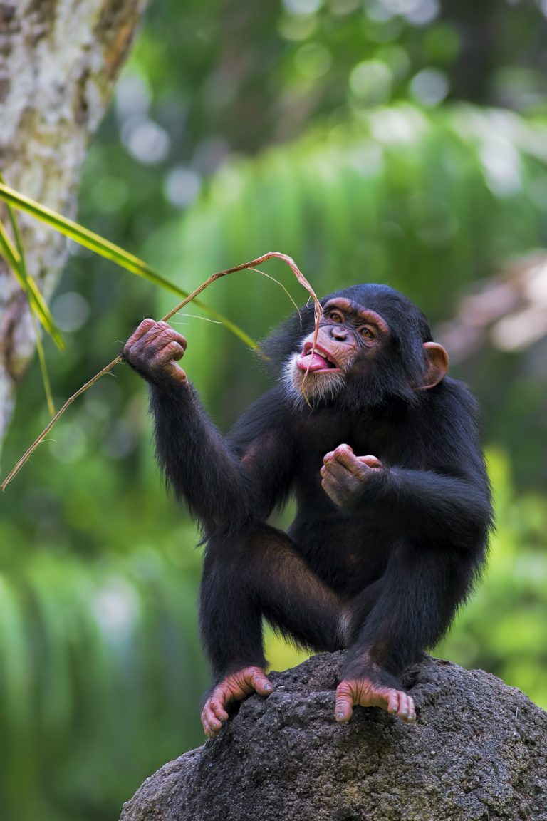 Mezi šimpanzi je asi 30 % leváků, tedy více než mezi lidmi.