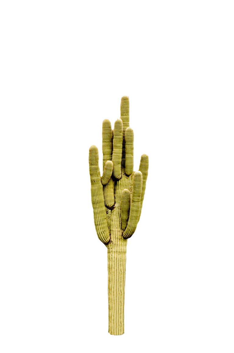 Než saguaro vyroste, trvá to dlouho. Výsledkem je však mohutná a užitečná rostlina.