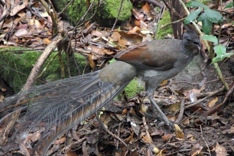V oblasti Nového Jižního Walesu umějí tito ptáci napodobit zvuk stupnice hrané na příčnou flétnu.