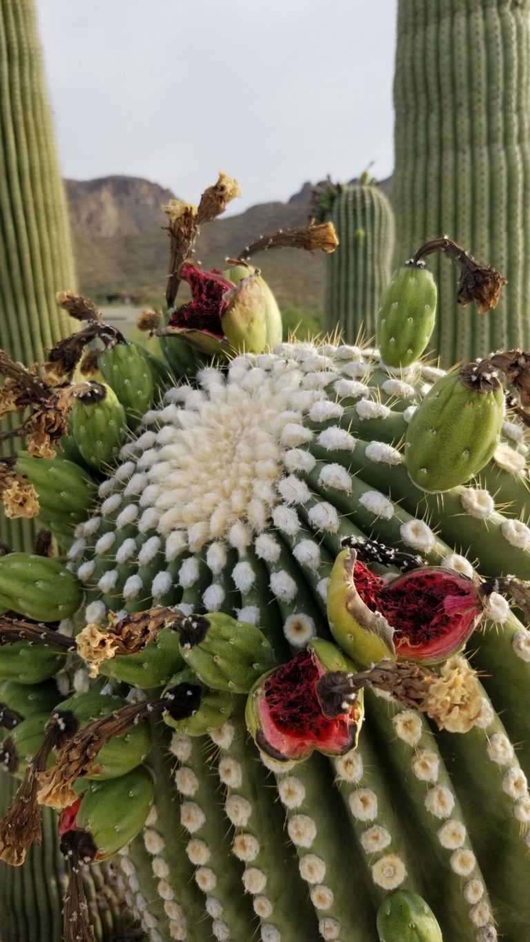 Ze zralých plodů kaktusu vyrábějí domorodci vína, sirupy, džemy a další produkty.