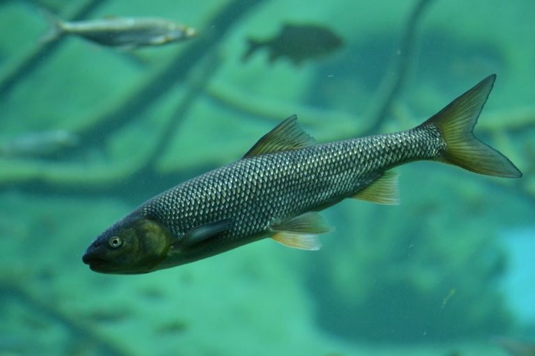 Poslouží případně i pro směrování migrujících ryb v řekách, například aby nedošlo k jejich poškození v hydroelektrárnách, nebo aby nalezly cestu na svá trdliště. Foto: Hans / pixabay