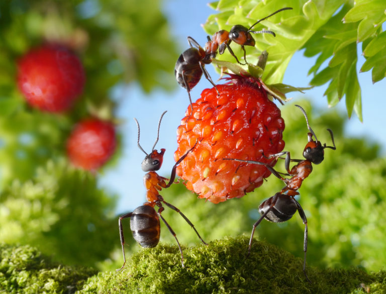Žijí v koloniích. Jsou dokonce známy případy superkolonií o délce několika tisíc kilometrů. Někdy jsou kolonie mravenců pro svůj vysoký stupeň organizace označovány jako superorganismus.