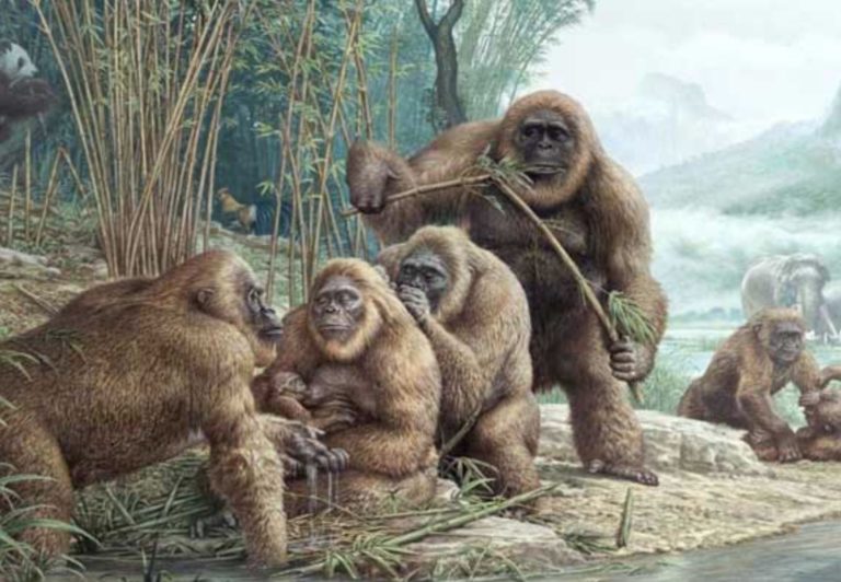 Přežívají záhadní primáti na některých odlehlých místech této planety?