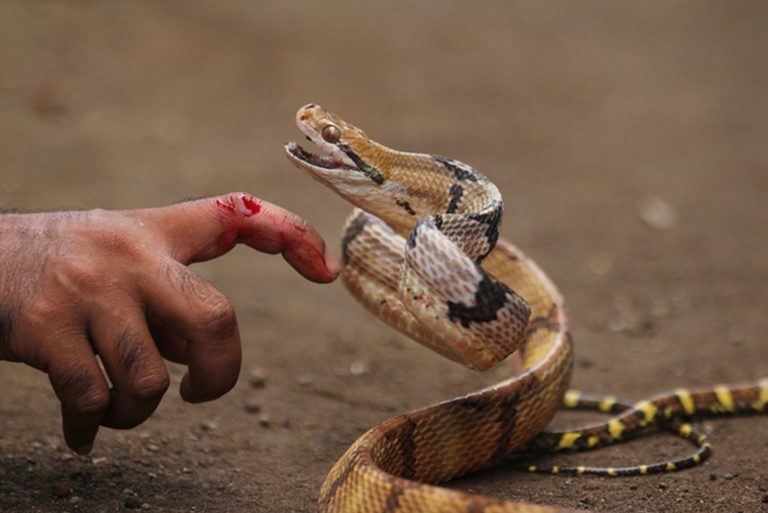 U nás jedovatí hadi nežijí, s výjimkou zmije obecné, jež je nejseverněji žijícím zástupcem hadů na světě.