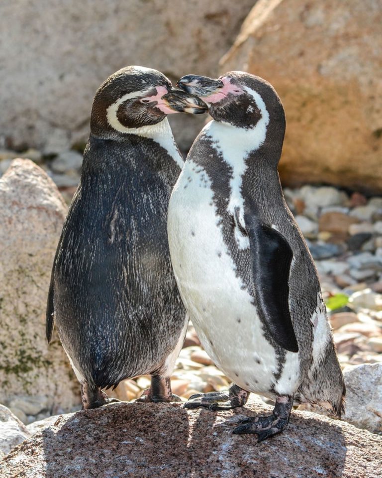 Tučňáci v homosexuálním svazku dokážou i vychovat potomka.
