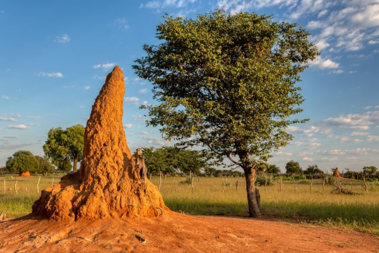 V severovýchodní Brazílii se nachází odhadem 200 milionů kuželovitých staveb termitů. Jejich stáří se odhaduje na 4000 let.