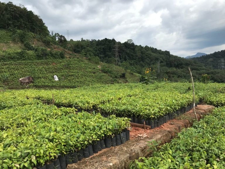 Rostlinná školka na Srí Lance: Skořicové sazenice jsou připraveny k výsadbě do půdy
