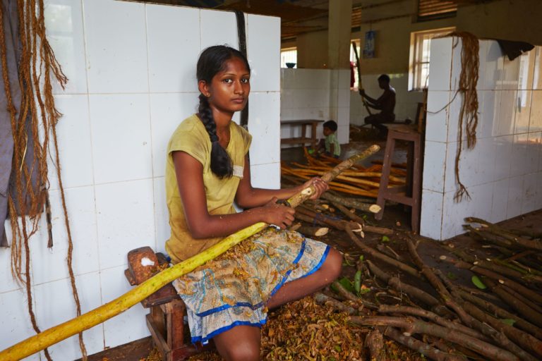 Dělnice v továrně na výrobu koření připravuje větve skořicovníku na další zpracování.