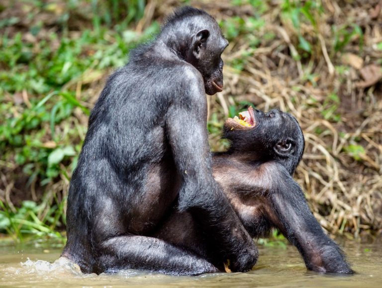 Šimpanzi si pohlavní styk užívají, bez rozdílu pohlaví.