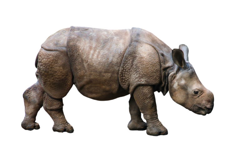 Výzkumníci na závěr dodávají, že mnoho druhů je ještě stále možné zachránit, pokud se přistoupí k rozsáhlým opatřením na ochranu přírody. Foto: creozavr / pixabay