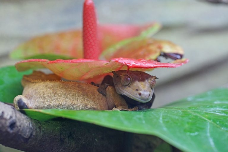 Většina gekonů je aktivní v noci, loví hmyz a pavouky. Jsou schopni vydávat hlasité zvuky. Foto: Milchdrink / pixabay