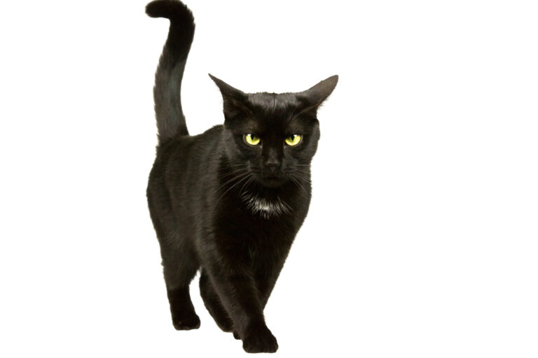 Černá kočka je prý převtělená čarodějnice. Aby se jí stala, musela získat něčí duši!