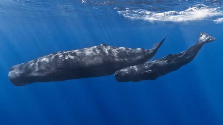 Vorvaň bývá ztotožňován s biblickou velrybou.
