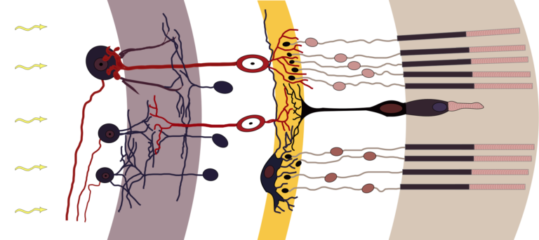 Stavba sítnice; v pravé (vnější) vrstvě jsou tyčinky a jeden čípek