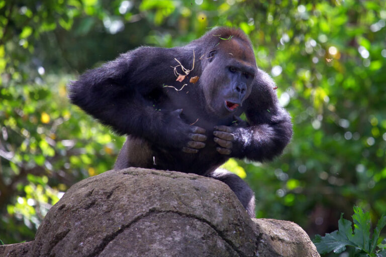 Proč se gorily bijí do prsou? To chtějí v roce 2015 zjistit vědci ve Rwandě.