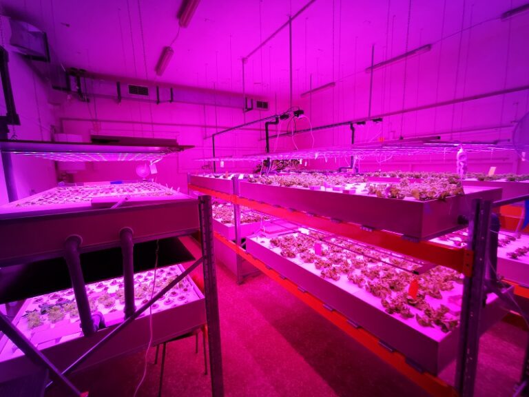 Dnešní akvaponické a hydroponické farmy obvykle působí ve speciálně upravených prostorách, kde je instalováno vhodné osvětlení i vzduchotechnika. VUT Brno