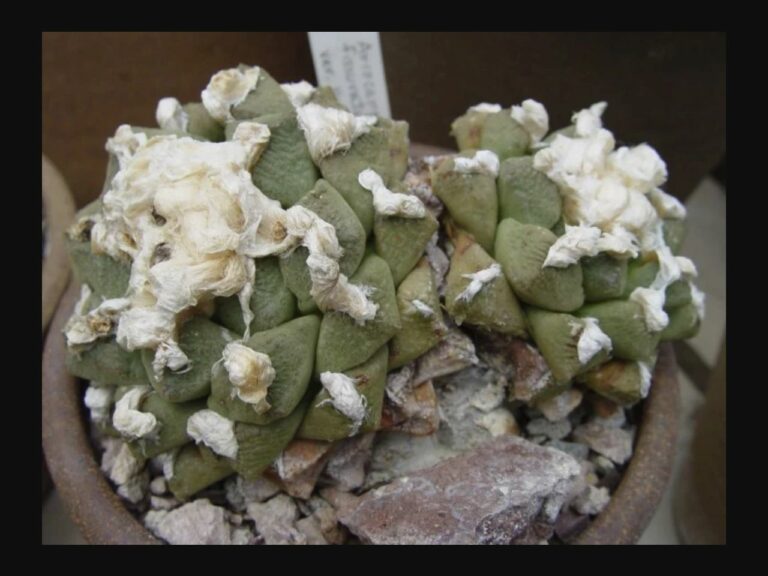 Rostlina z Roswellu se vzdáleně podobá kaktusům, které se vyskytují na jihozápadě.