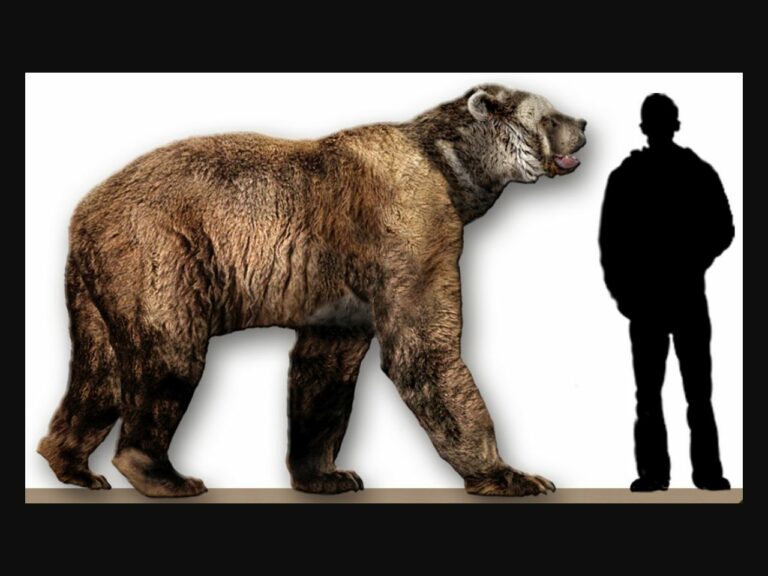 V existenci obřího medvěda věří i několik uznávaných zoologů.