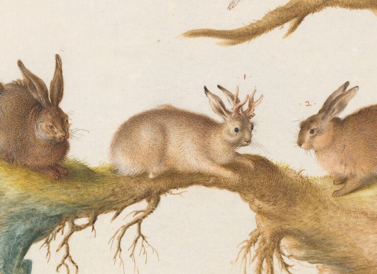 Ilustrace zajíce s parožím pochází z rozsáhlého zoologického díla zhruba z roku 1575.