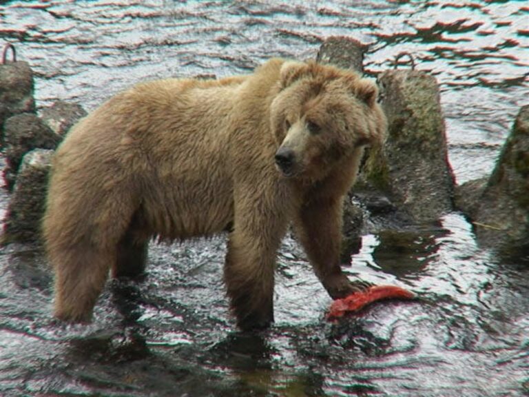 Kodiak je po ledním medvědovi největším známým medvědem světa.