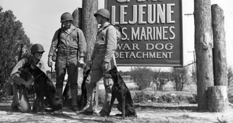 V kempu Lejeune vycvičí sedm psích vojenských čet.