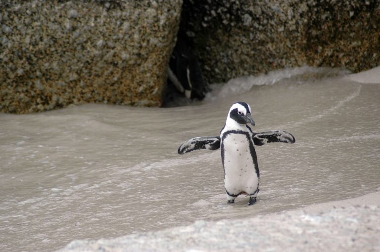 Je to tučňák prostřední velikosti, je největším druhem rodu Spheniscus. Foto: Pixabay