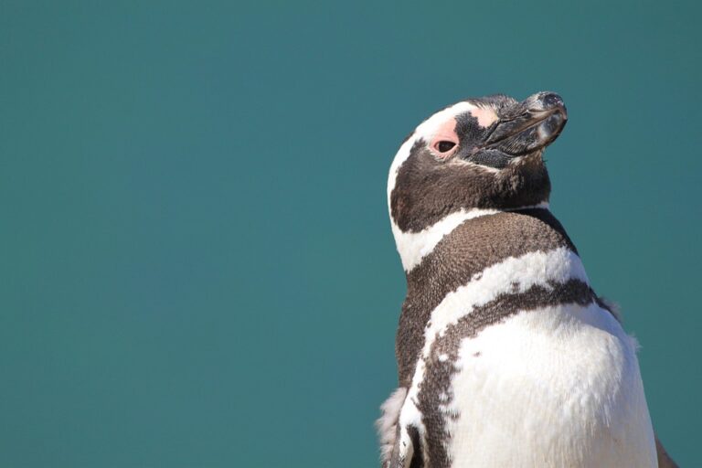Jako všechny druhy tučňáků i tito potravu získávají v moři. Foto: Pixabay