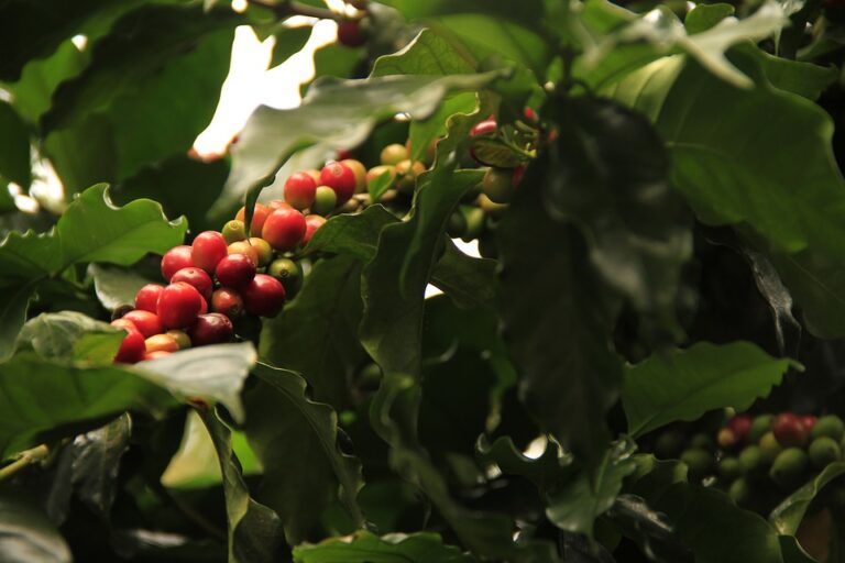 Kávovník arabský je stálezelený keř až strom dorůstající výšky 5 až 8 metrů. Foto: Pixabay