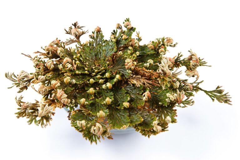 Půvabná Selaginella lepidophylla je oblíbenou vánoční dekorací v mnoha částech světa.