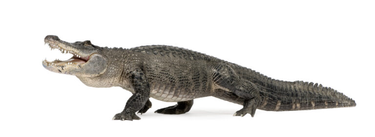 Řekli byste, že tento jedinec aligátora severoamerického už má přes 30 let?