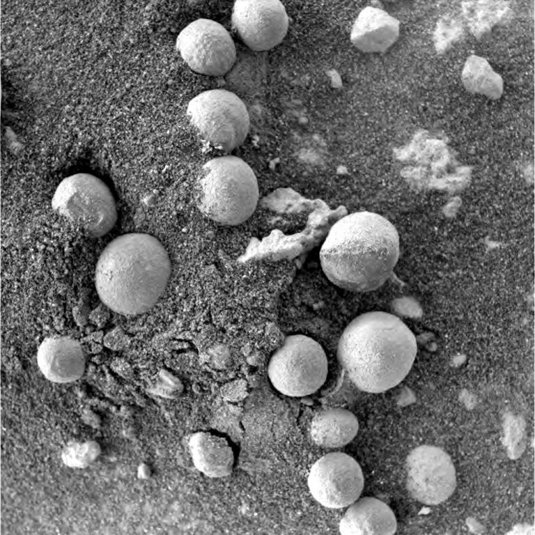 Houby na Marsu se podobají pozemským pýchavkám.