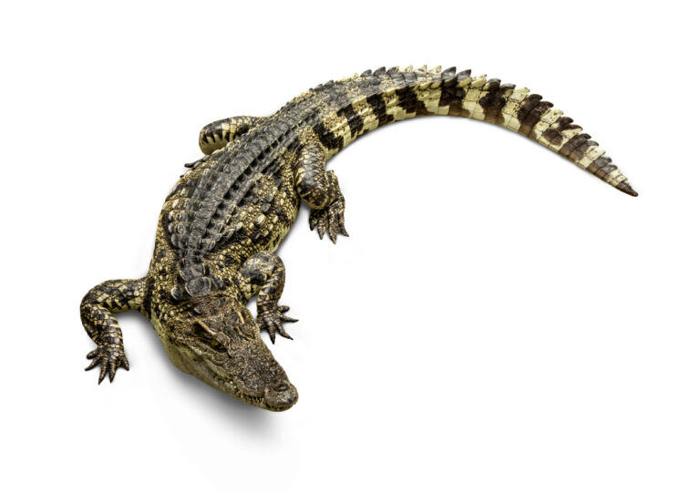 I když krokodýli upřednostňují slanou vodu, krokodýl siamský je sladkovodní tvor.
