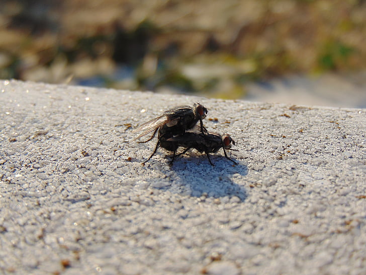I mouchy hledají poslední teplá místa k přezimování. Foto: archiv