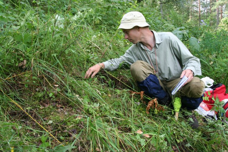 Botanici z Masarykovy univerzity před několika lety objevili na jižní Sibiři lesy s druhově nejbohatším bylinným podrostem v mimotropické Eurasii. Nová studie potvrdila, že rostlinná společenstva této oblasti patří k celosvětově nejbohatším.