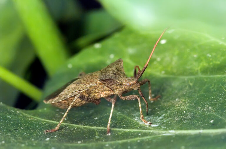 Třetím, nevábným druhem hmyzu hledající teplo jsou ploštice. Foto: Wikimedia Commons