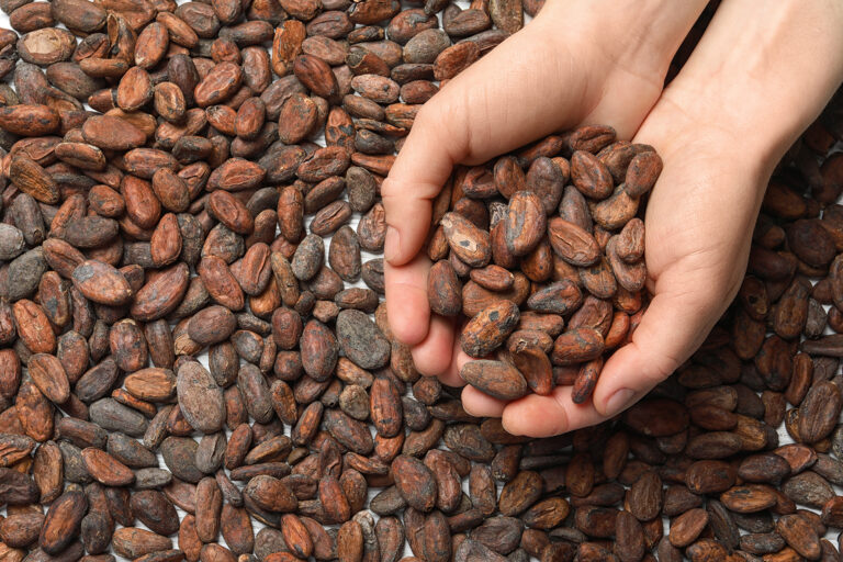 Důležitá je kvalita kakaových bobů.