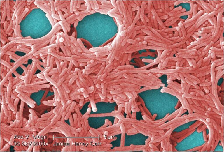 Bakterie Legionella pneumophilla, zdroj: GetArchive