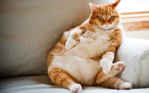 Cukrovkou trpí každá dvoustá kočka – Nemoc se ale nevyhýbá ani psům