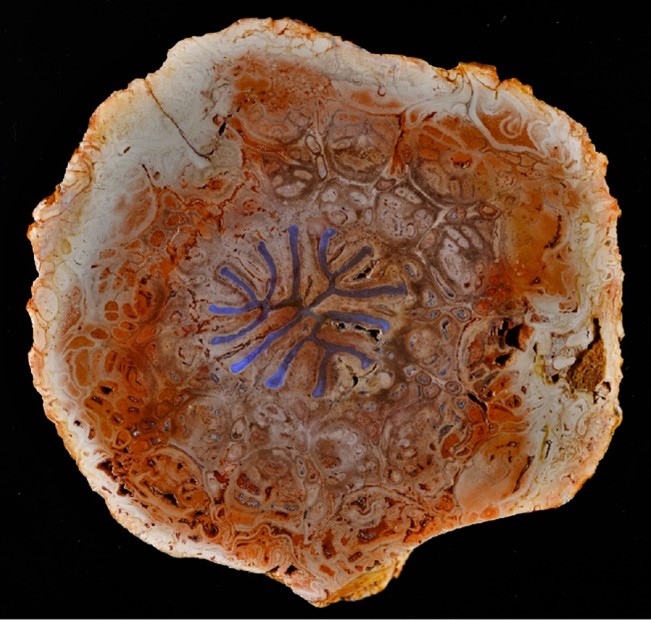 Zkamenělý kmen stromové kapradiny Dernbachia brasiliensis z Permu (před 250-300 miliony let). Vodivé pletivo zvýrazněné modře. Foto: Ludwig Luthardt, Museum für Naturkunde, Berlin.