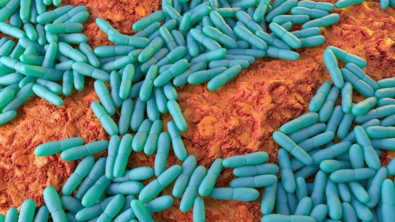 Vědci z Edinburské univerzity předpokládají, že Mycobacterium leprae ovlivňuje kromě genů také imunitní buňky v játrech.
