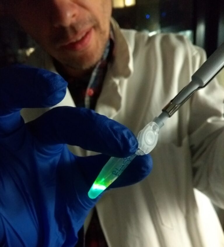 Ukázka produkce studeného světla smícháním enzymu luciferázy a luciferinu ve zkumavce v laboratorních podmínkách. Foto: MUNI SCI