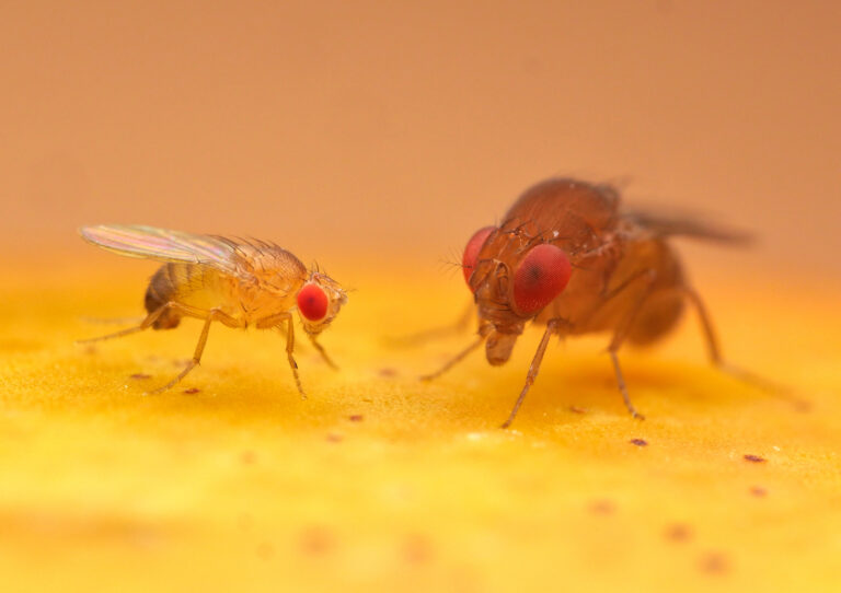 Mezi octomilkami jsou velké rozdíly: vlevo klasický genetický model Drosophila melanogaster, vpravo Drosophila rubida z australského pralesa. Foto Phil Hönle.